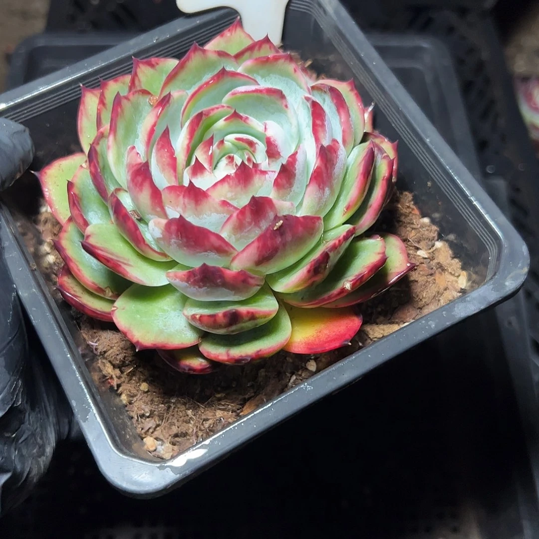 惊鸿仙子一物一拍2608号