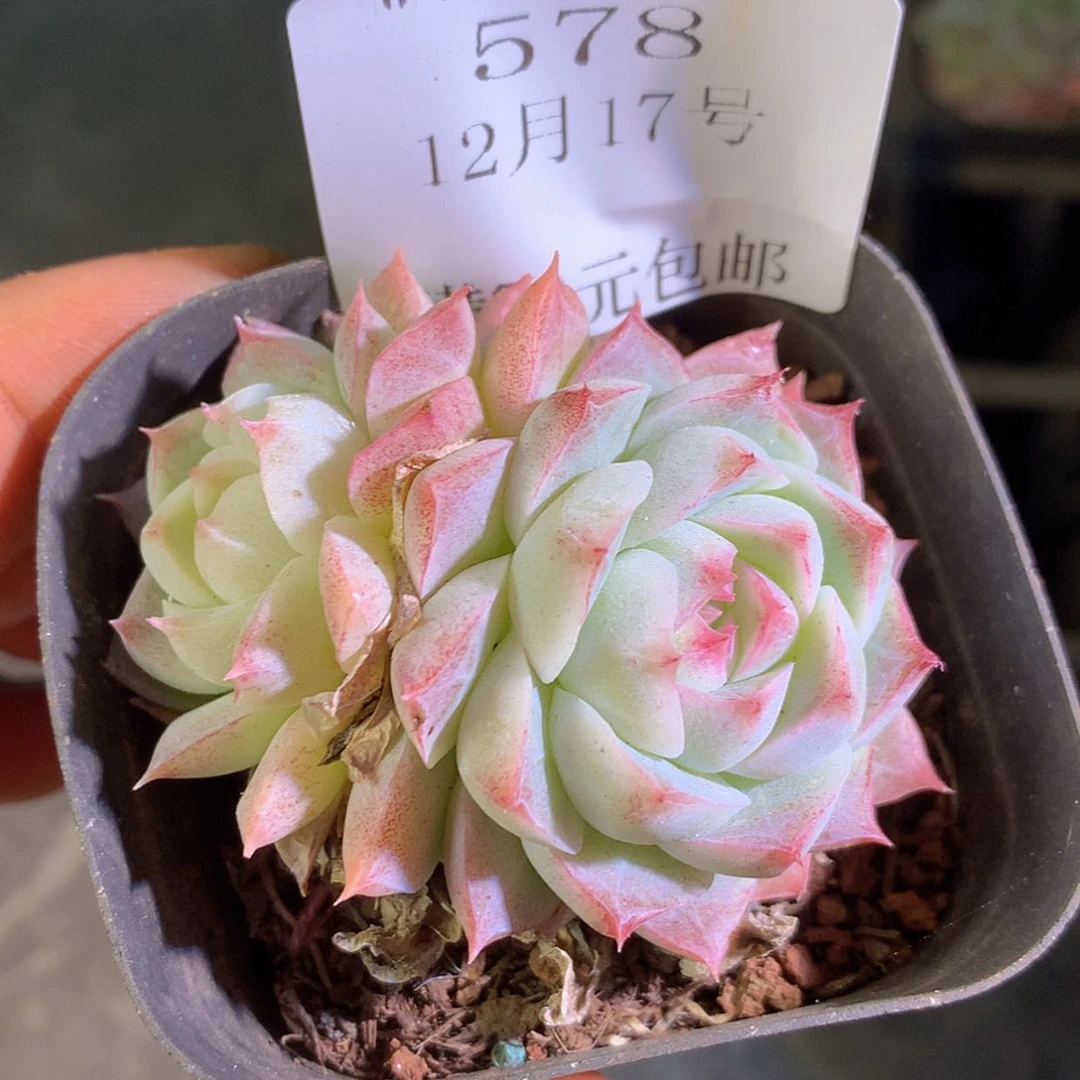 【闪购商品】云578