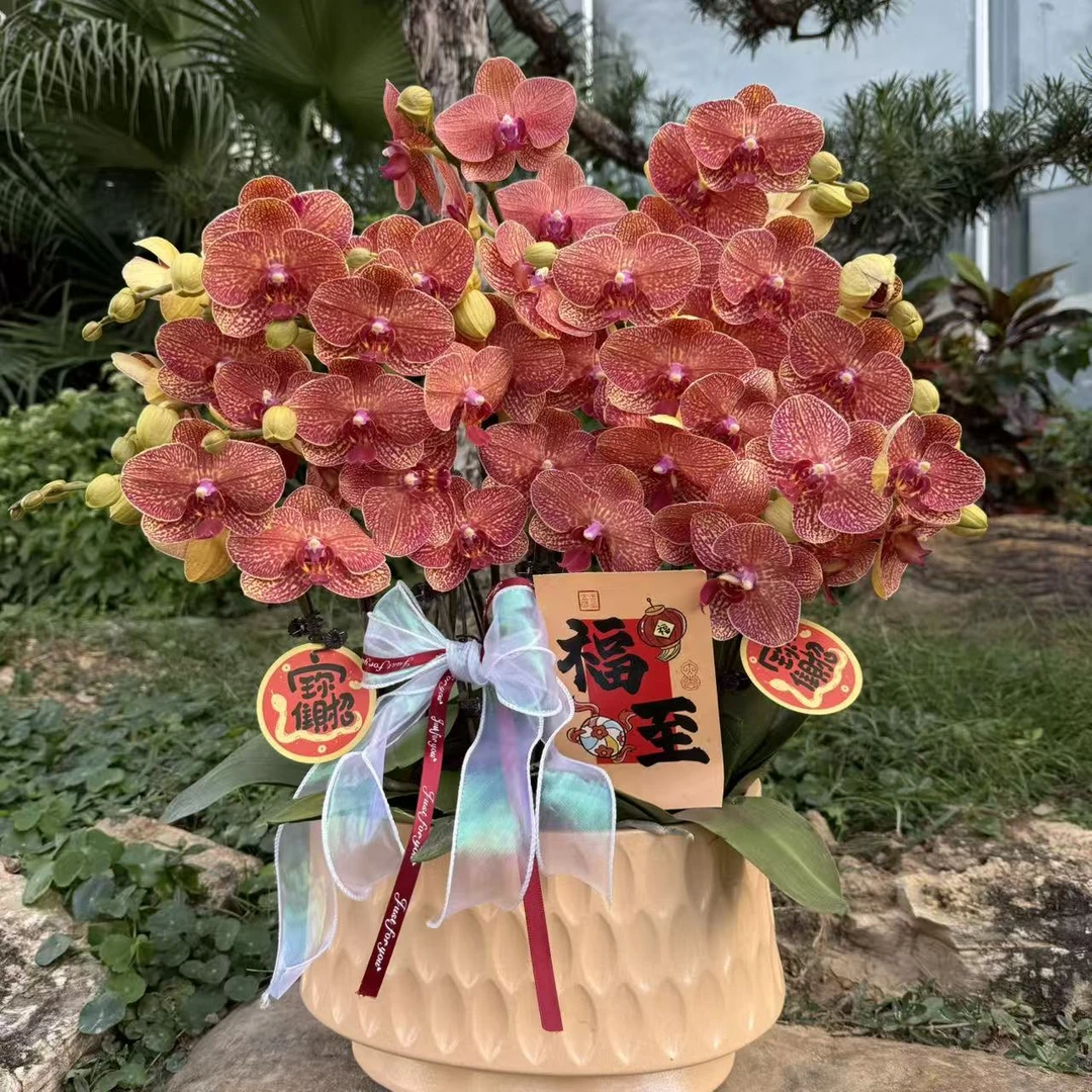 蝴蝶兰《黄金豹》稀缺小众品种 橙色系中花型蜡质花送礼佳品室内花