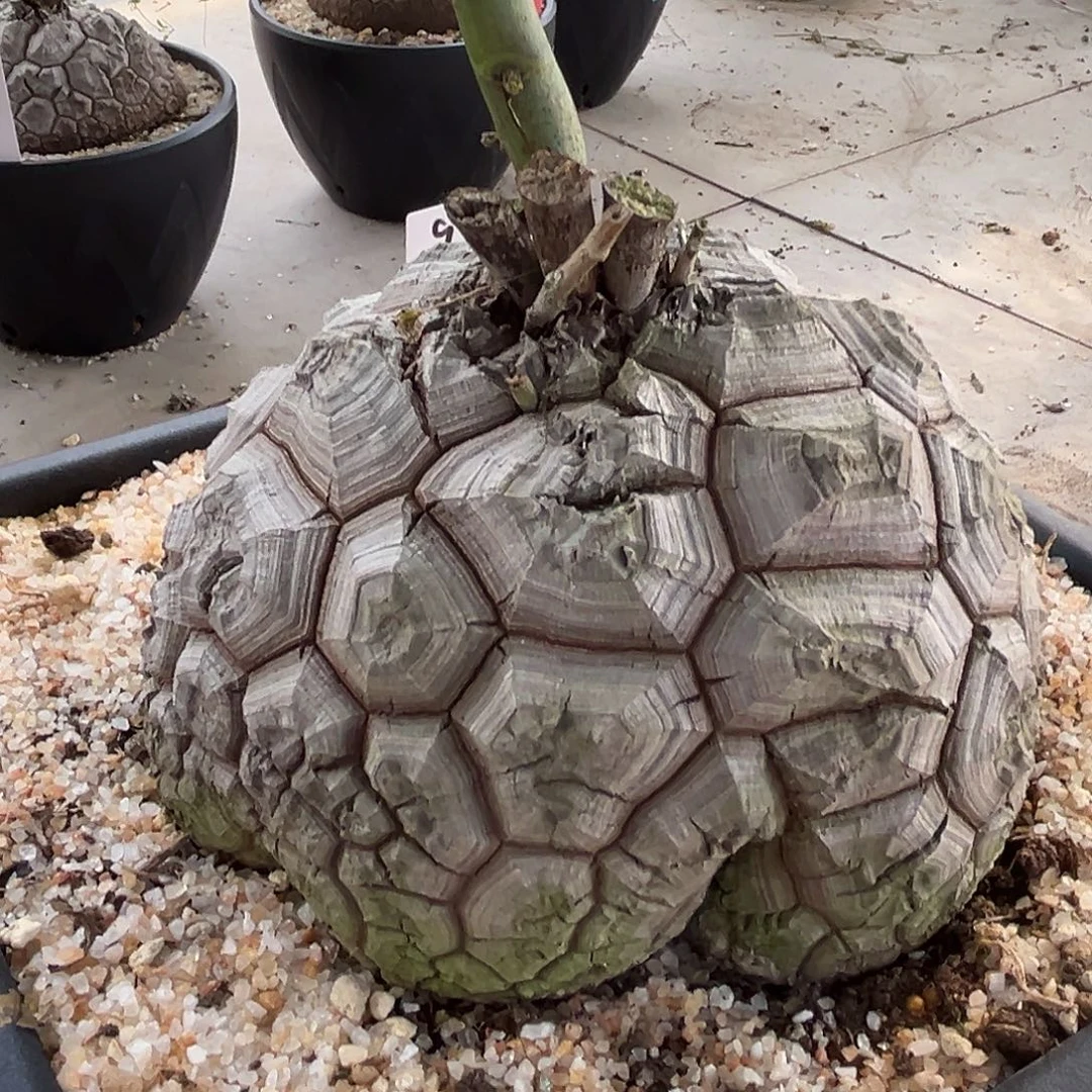 汤圆植物龟甲龙9058福利价