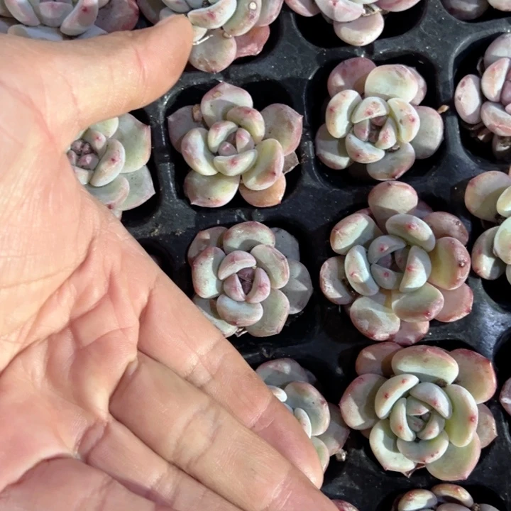 星影3cm6颗量拍多肉满20包邮