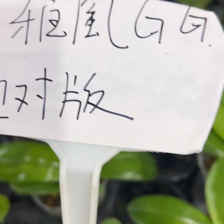 无花朵雅风G 包对板