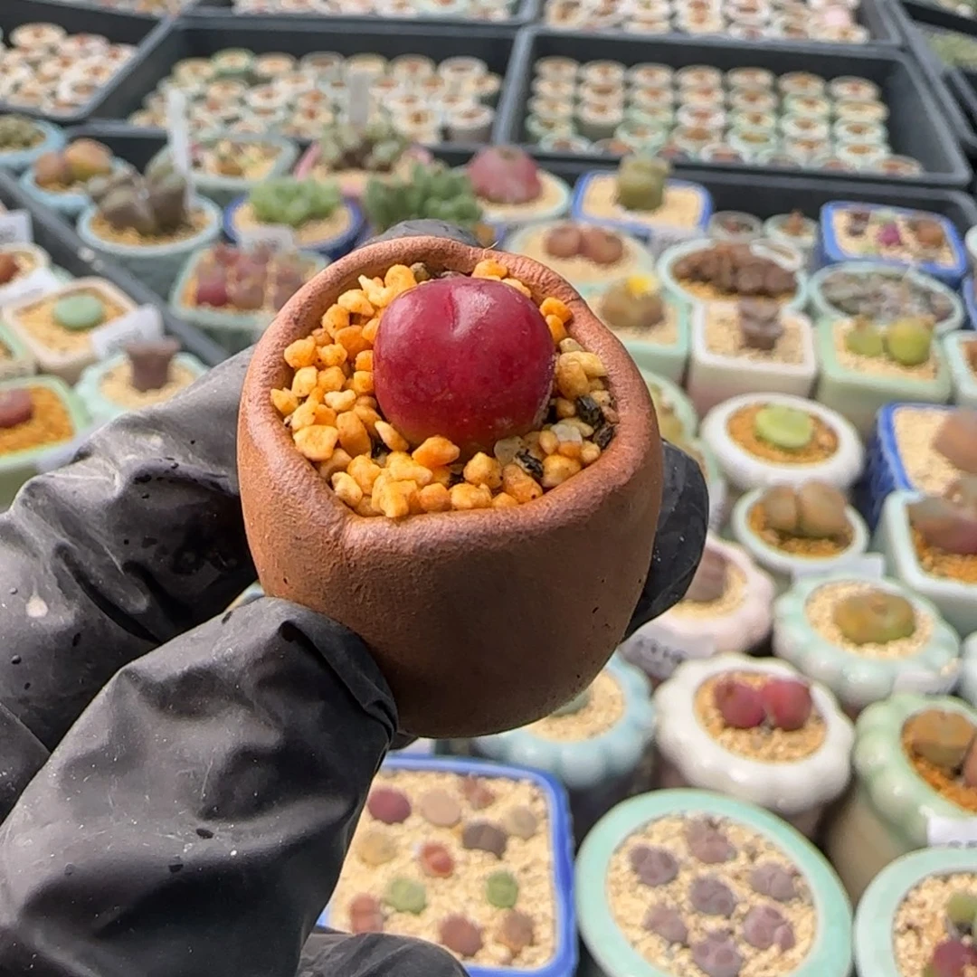 2799--一物一拍 带盆 水蜜桃