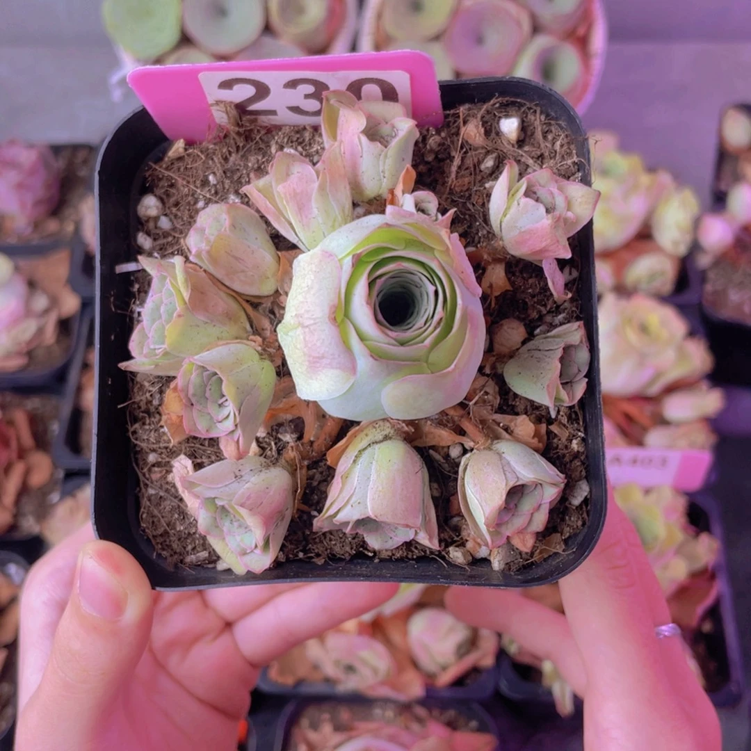 单品一物一拍230号