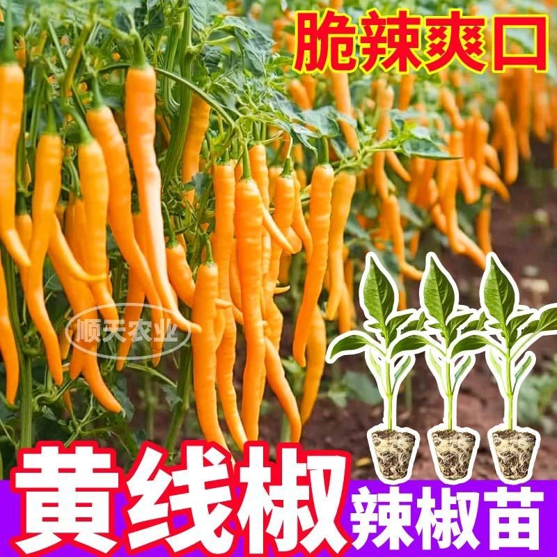 香辣黄线椒苗秧高产黄贡椒辣椒种子四季阳台红小米辣妹子紫线椒