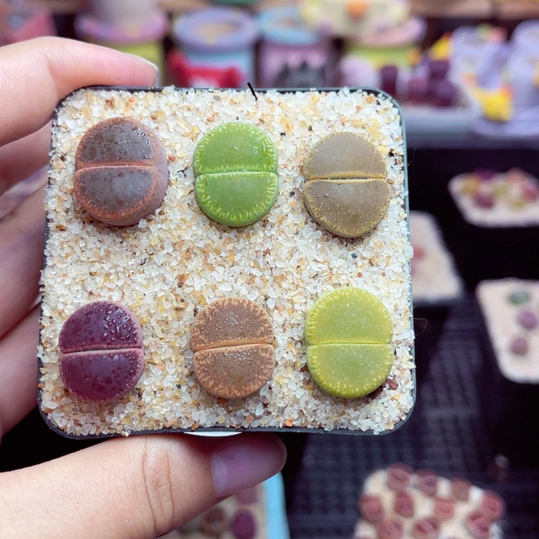 杨**露89号带盆包邮发货