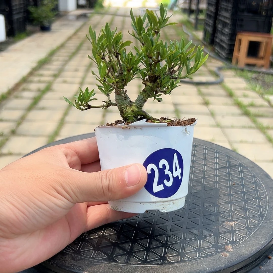 骑****阳一颗不留全场福利234