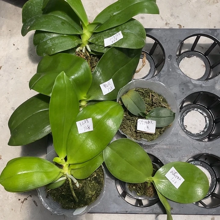 完全开放处理拯救苗109136➕粉贝➕3288➕贝丽娜送洛比5不售后