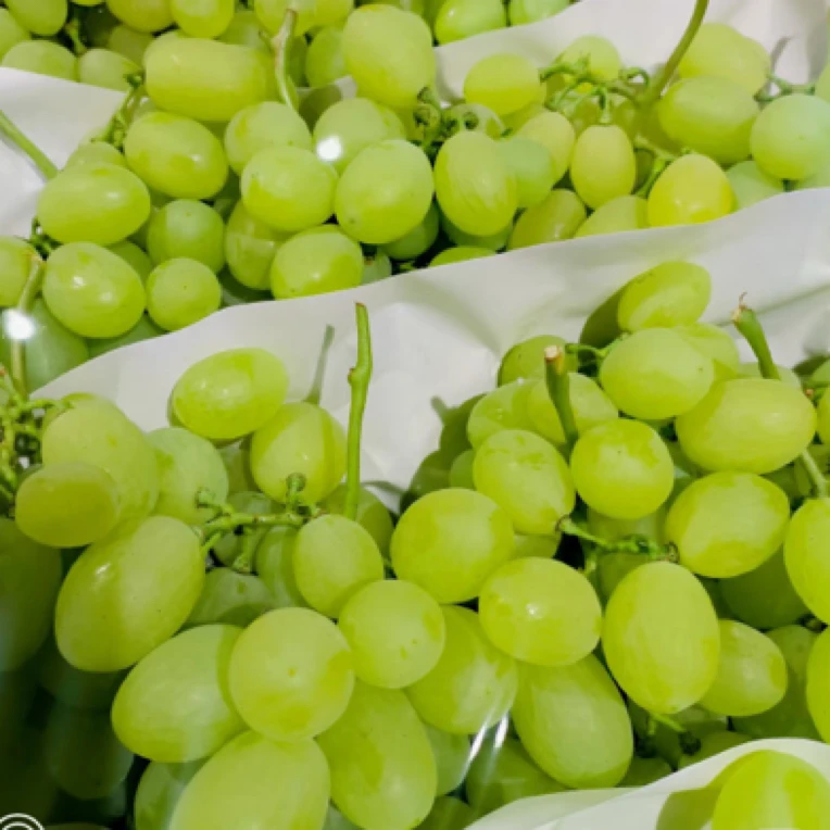 【同城配送】澳洲青提葡萄 脆甜爽口 1斤左右澳洲