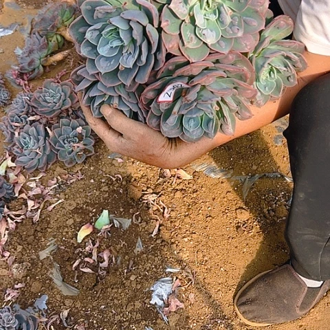 (**)地栽雨滴25公分➕