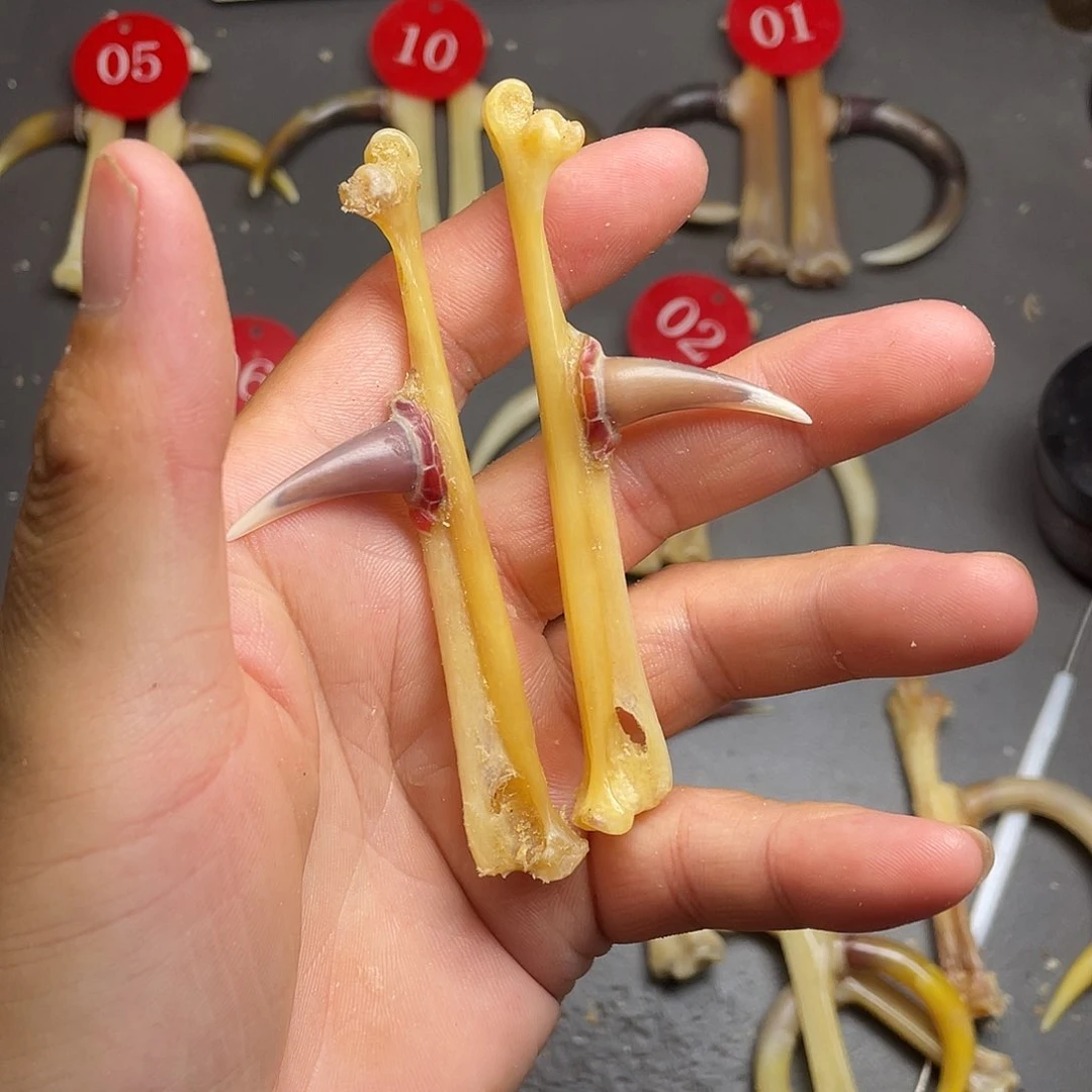 把件鸡骨（鸡脚）匿*