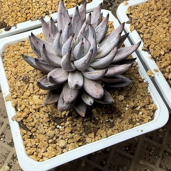 魔抓多肉植物29.8