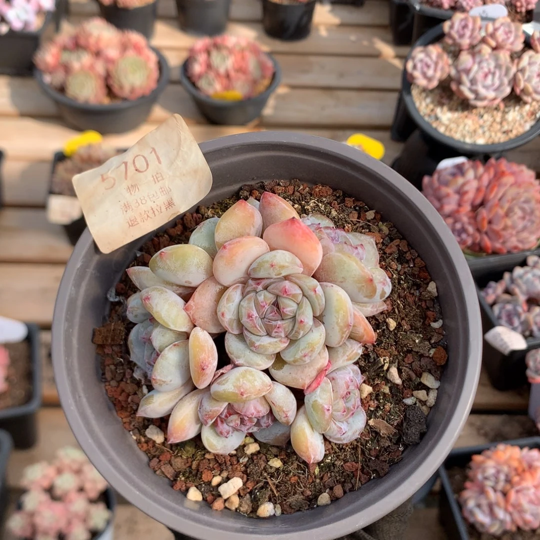 8.5厘米六头有砍溏心石榴籽 捧花 5701