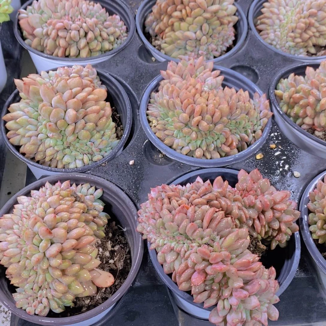 量拍46号 精品母本凌雪缀化一个