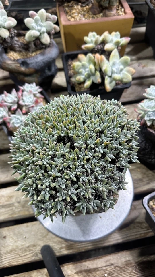 韩货沃枯提仙女杯