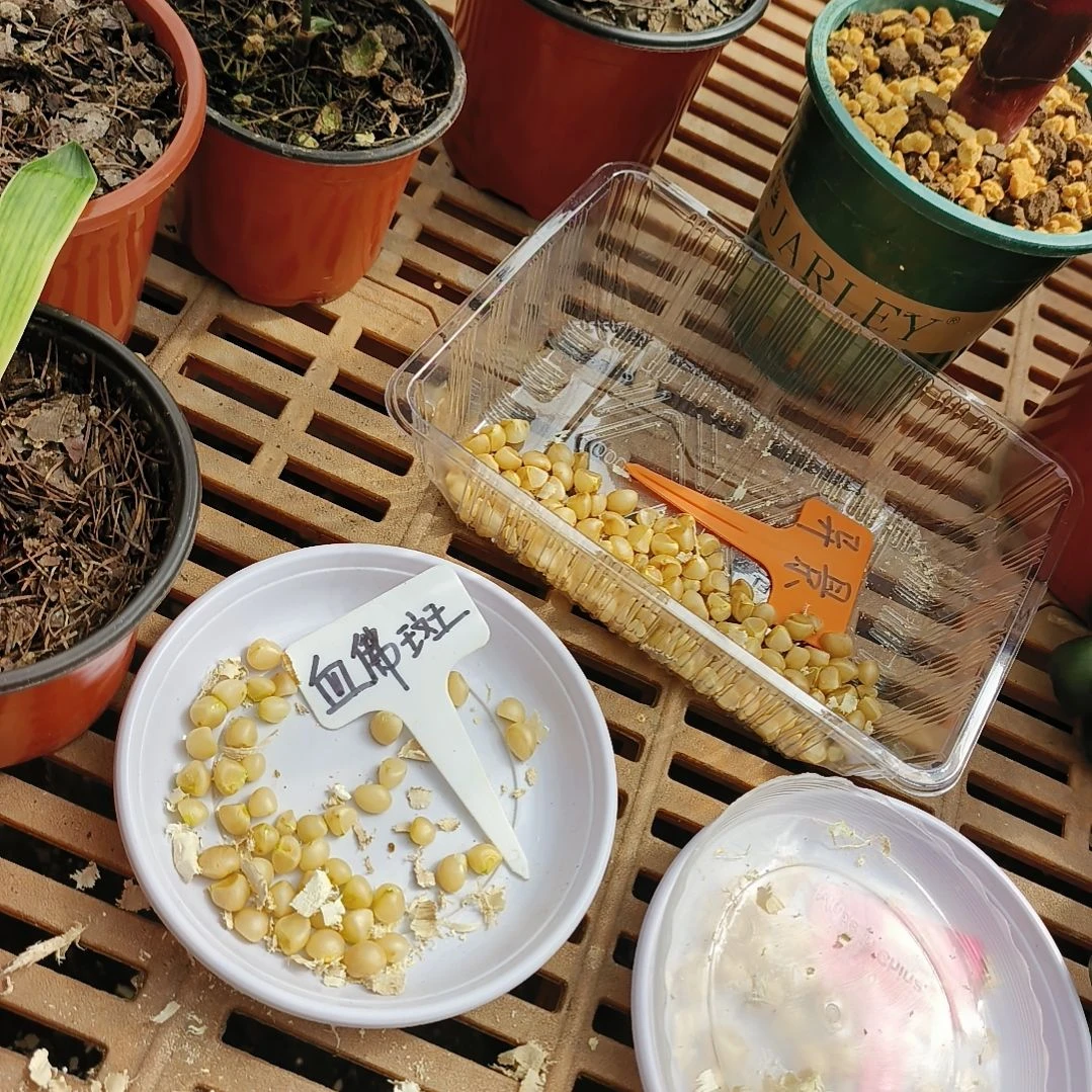 老***葛无花朵血佛斑种球6粒