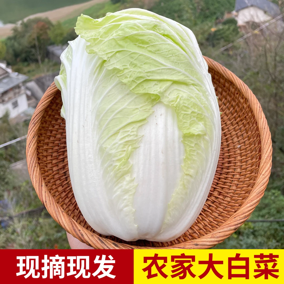 安徽黄山农家大白菜新鲜霜打蔬菜山区无农药无化肥健康放心生态