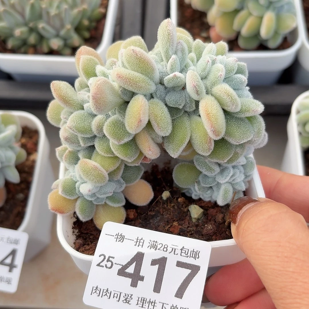 雪晃星无盆土发货