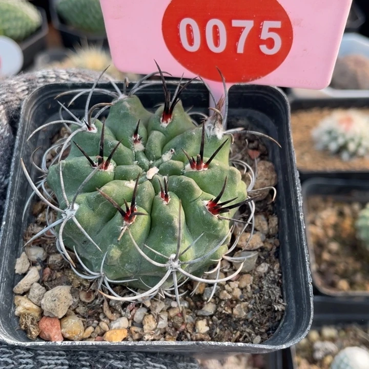 实生黑刺素妆玉007500000
