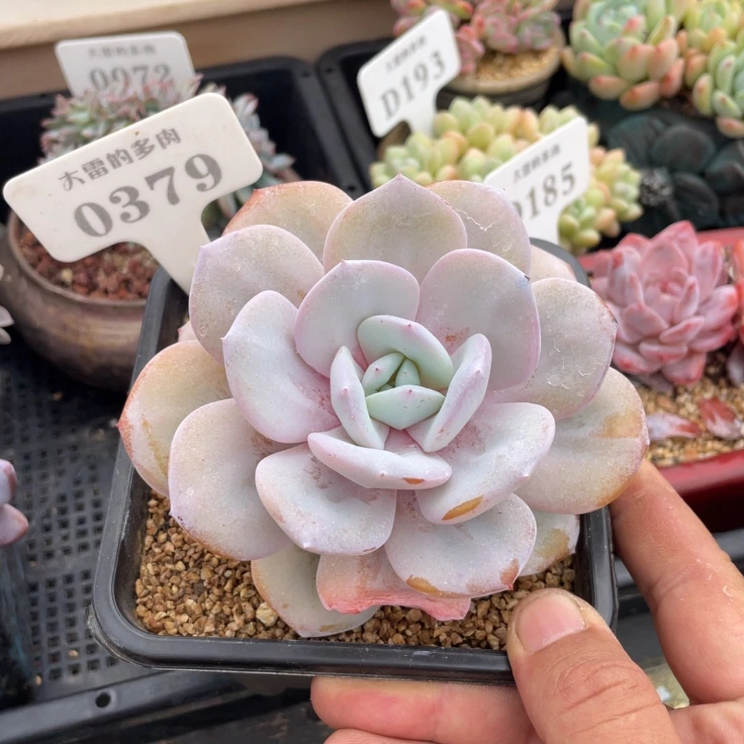 0379奶茶不带盆12厘米