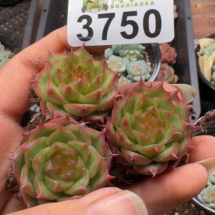 多肉植物多肉植物