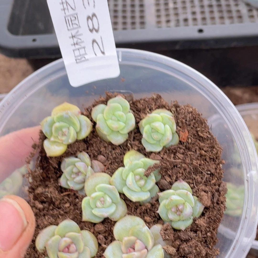 多肉植物多肉植物283
