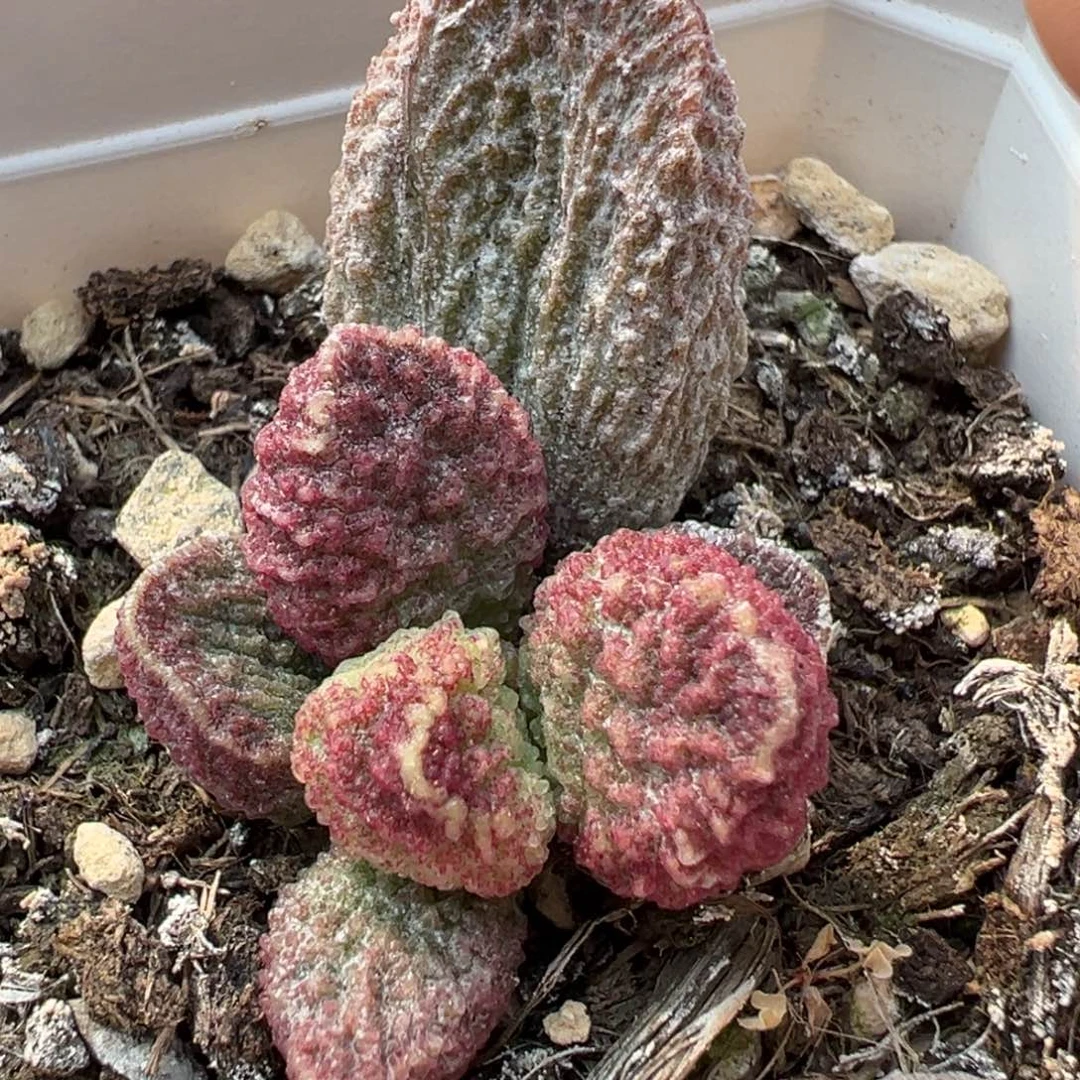 实生新品多肉植物水泡