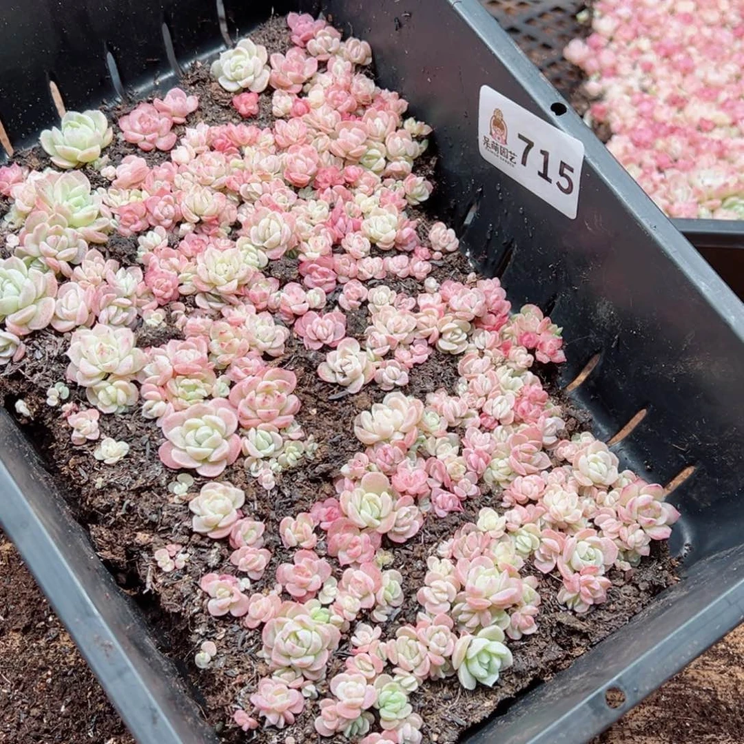 面***?多肉植物多肉植物