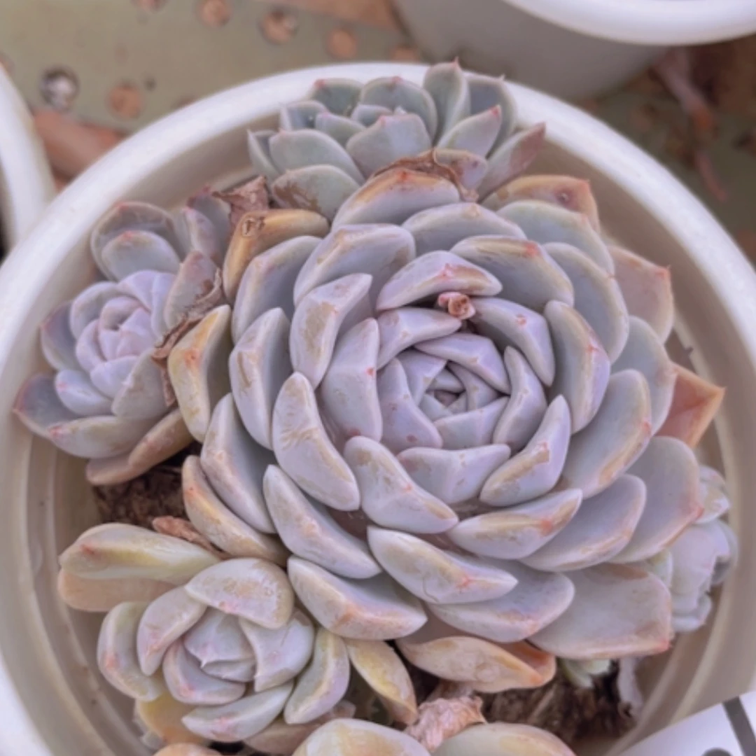 【闪购商品】汉堡04275