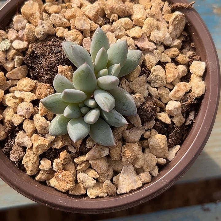 人鱼公主双头美人特价