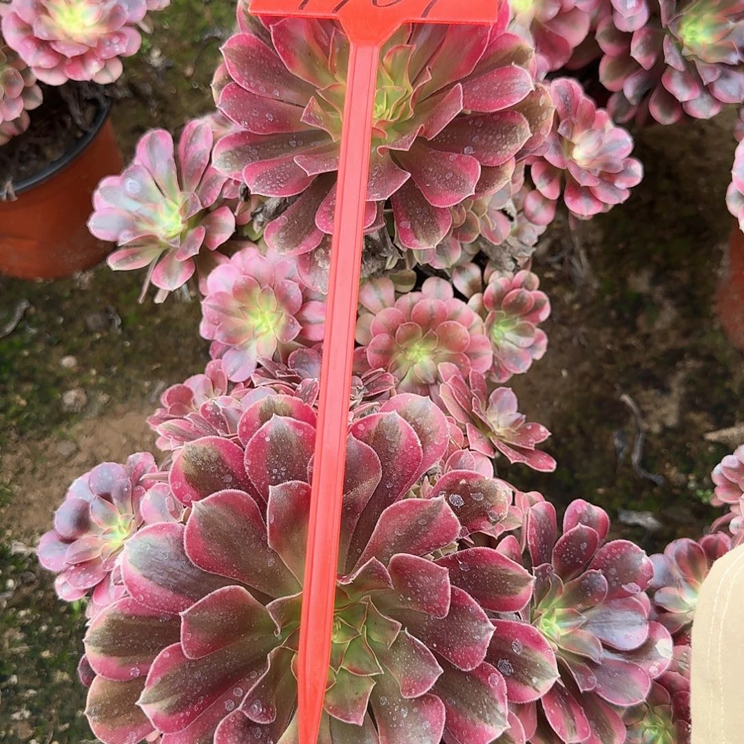 4101美杜莎多肉法师