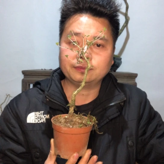 盆景素材盆栽绿植
