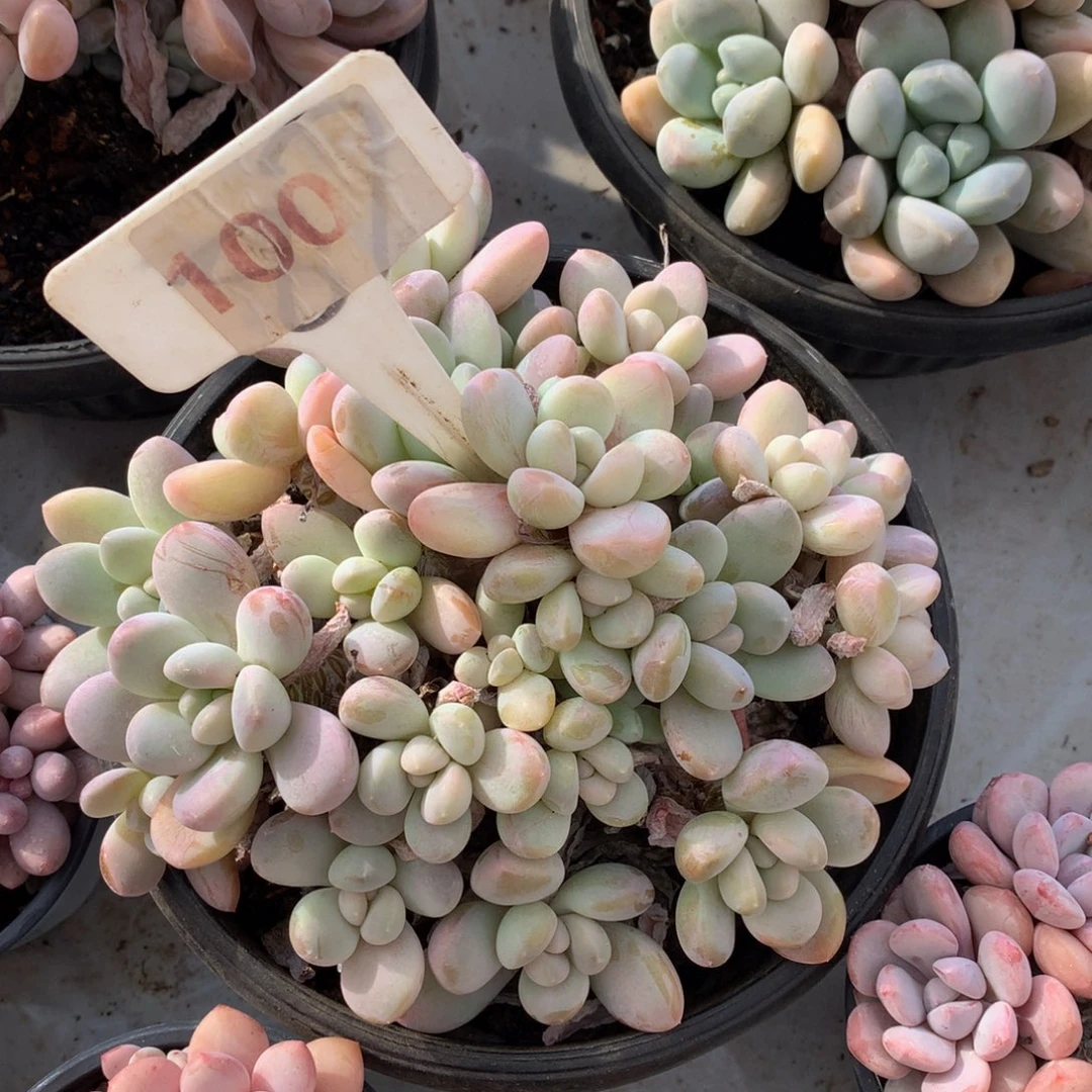 香芋美人72727272727272