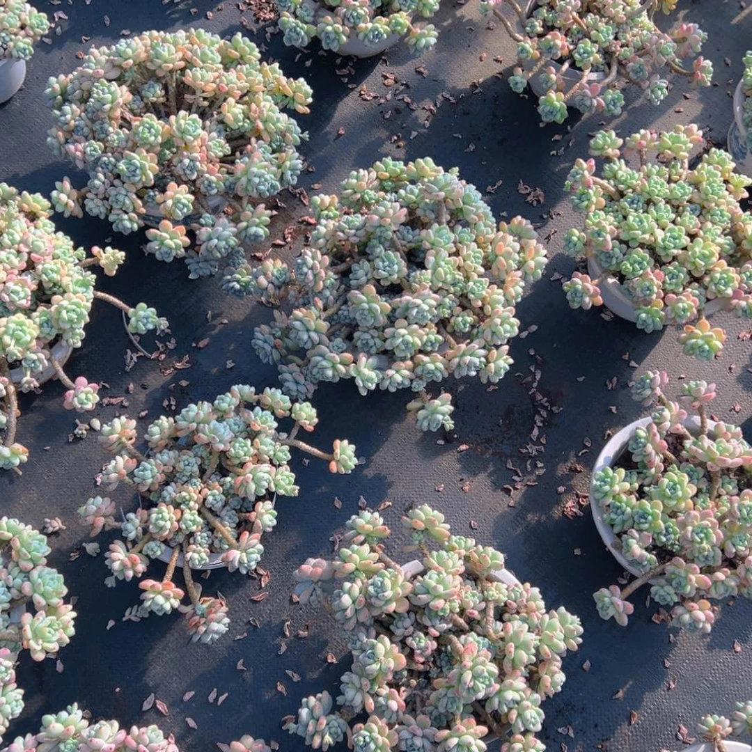 飘枝劳尔，满18包邮