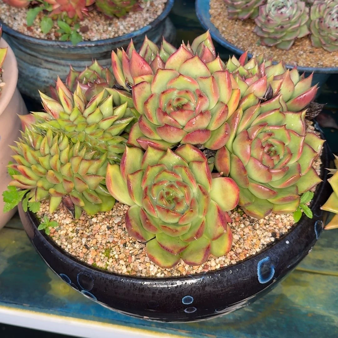 从前慢多肉精选编号1108.77777