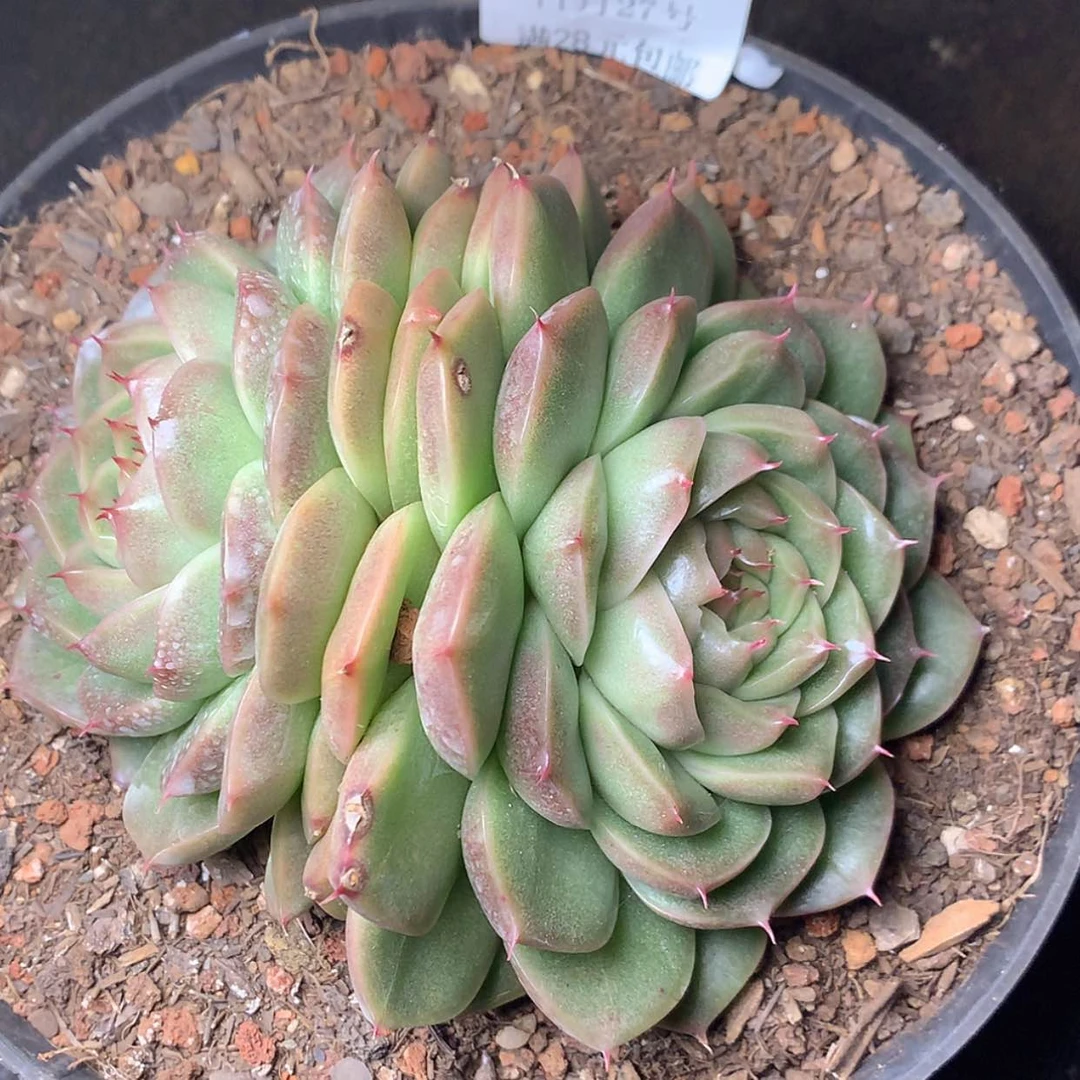 【闪购商品】云463号线