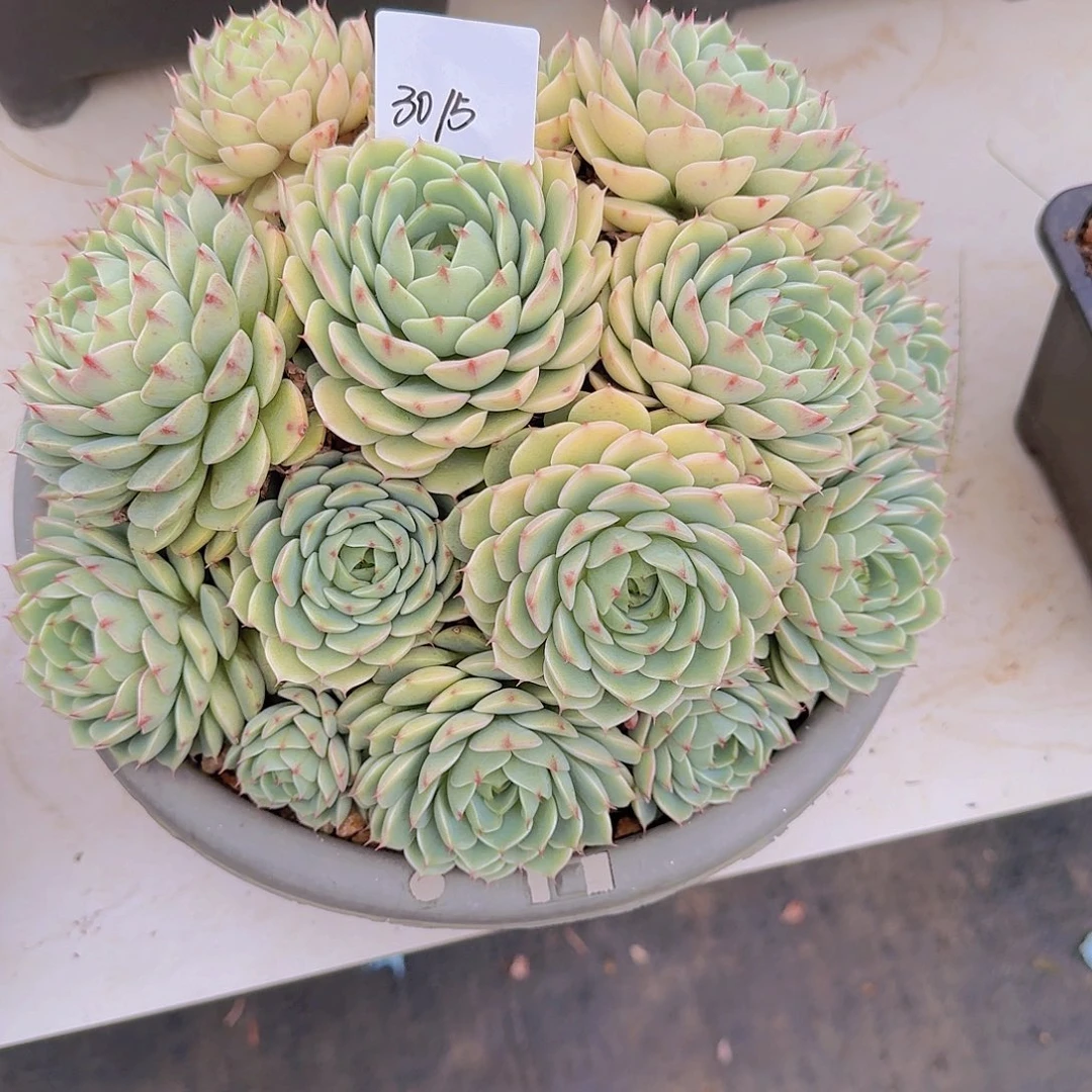 兰***兰3015本吧多肉植物