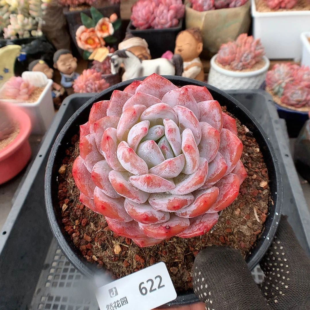 622梦露多肉植物6666
