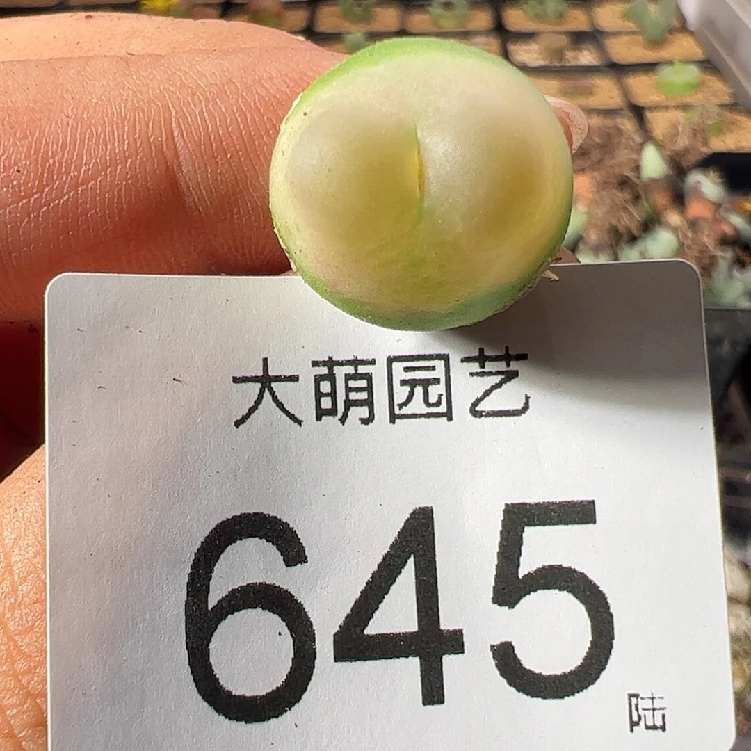 一物一拍。     645