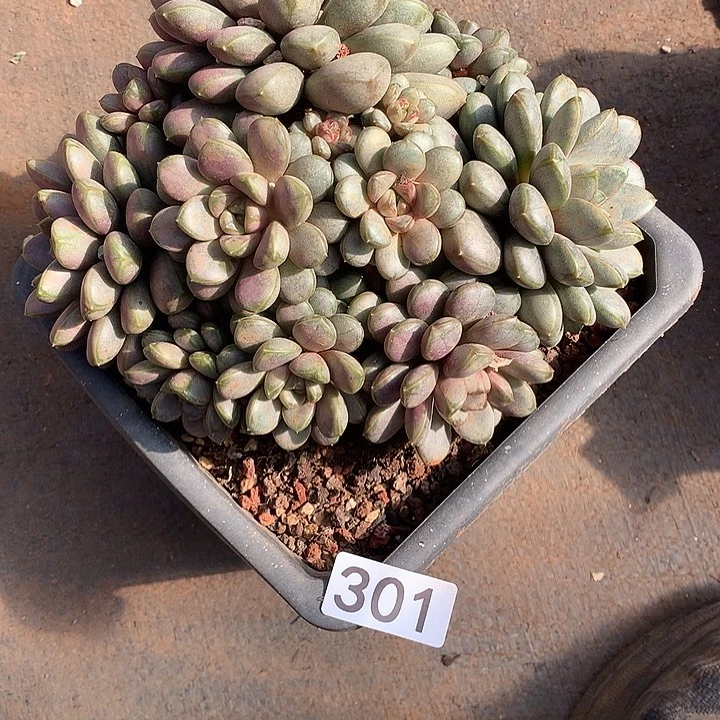 301葡萄 一物一拍多肉