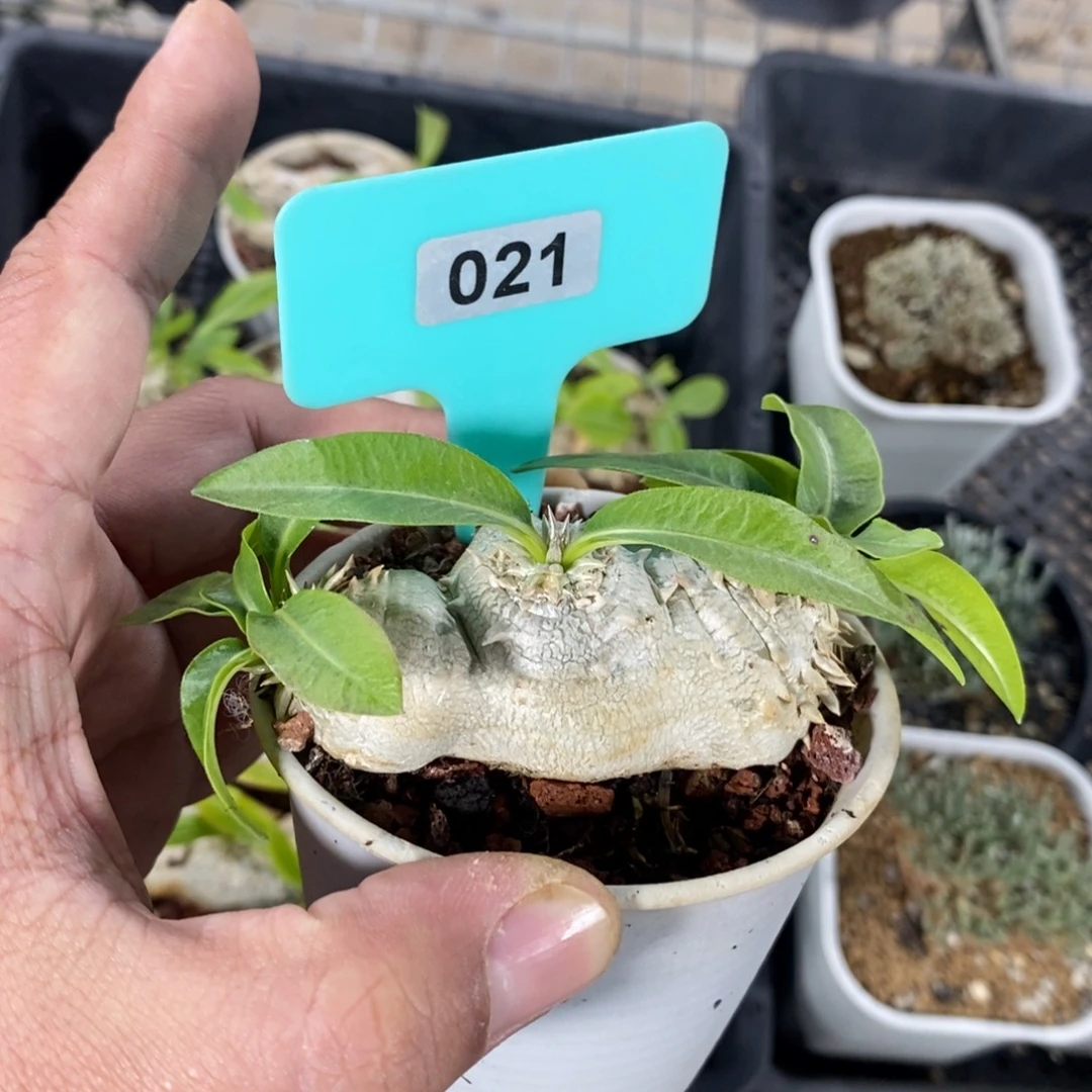 慧比须笑多肉植物一个