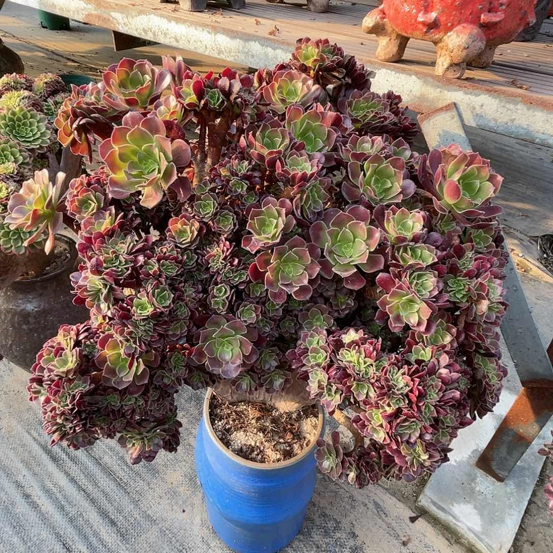 【闪购商品】无花朵梅花朵朵