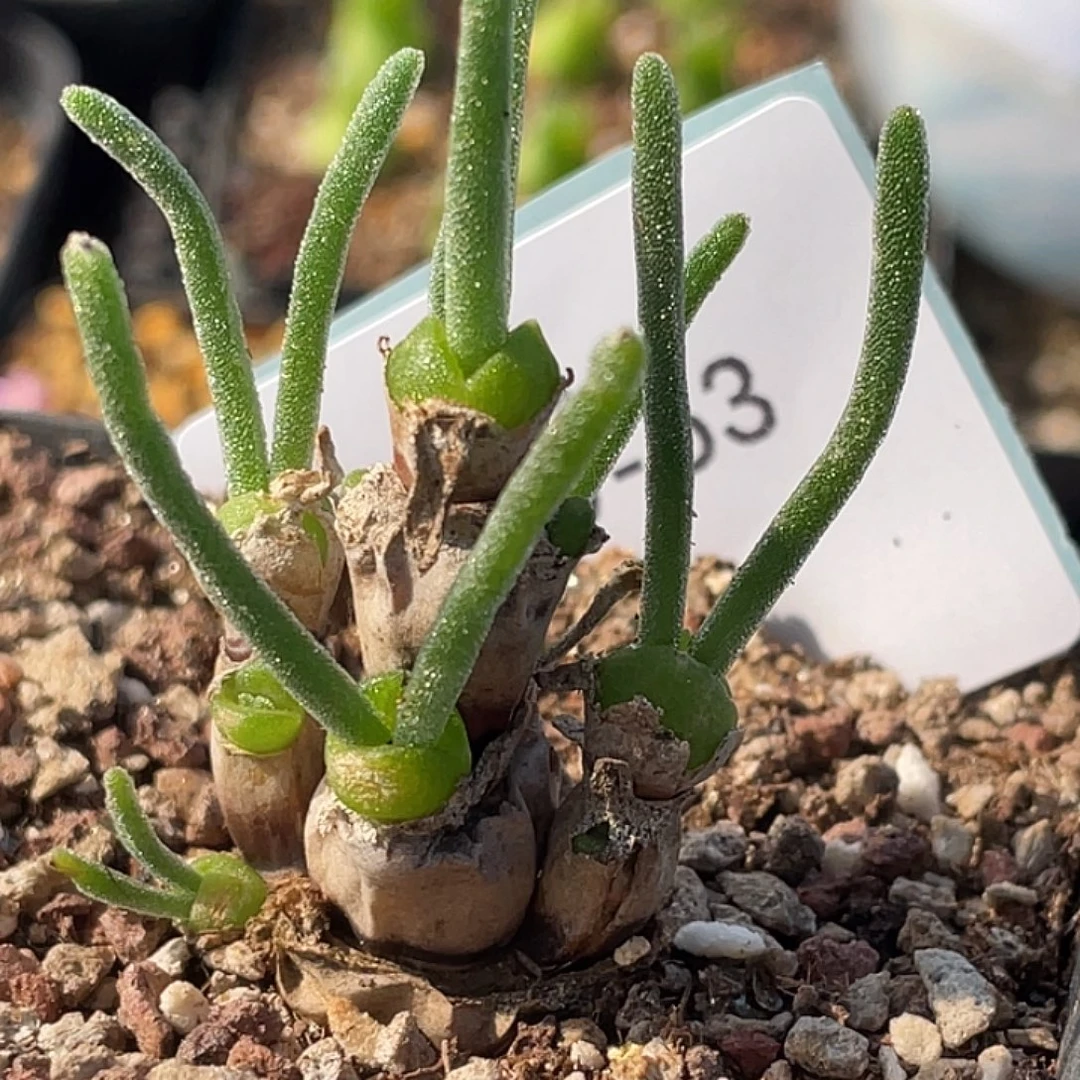 9-53枝干兔多肉植物