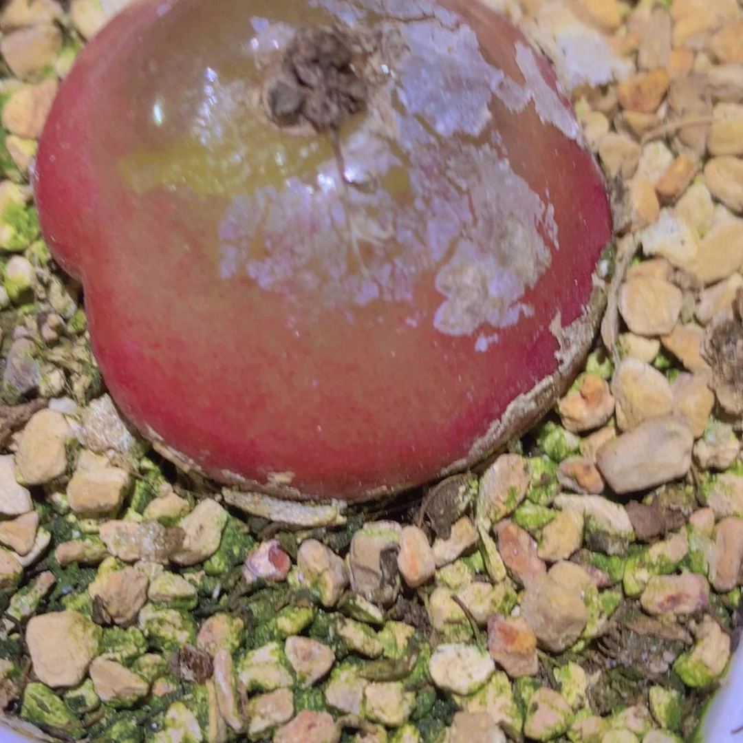 4889988898899899998698866