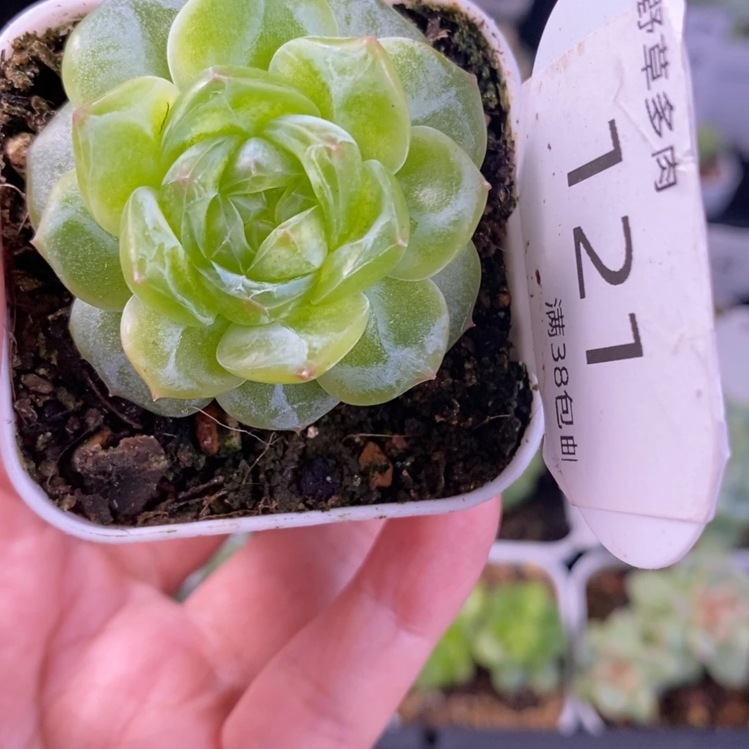 种播珍妮优选121号