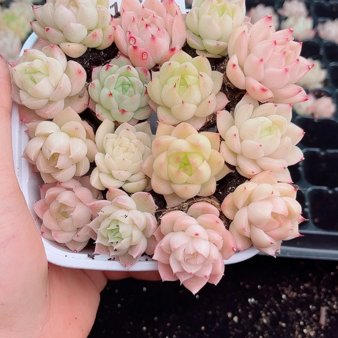 1-735 新疆西藏内蒙不发12.8包邮2-3公分多肉