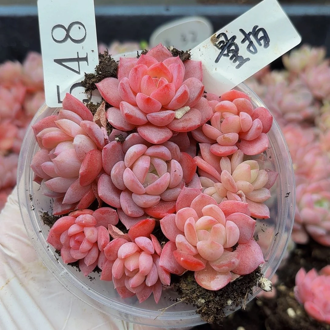 多肉植物多肉植物548量拍
