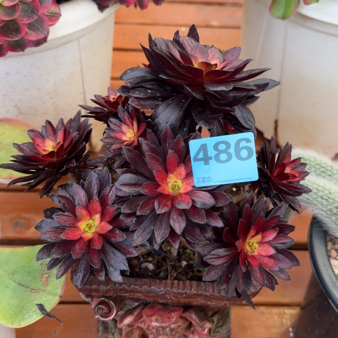 魔***?486多肉法师发货