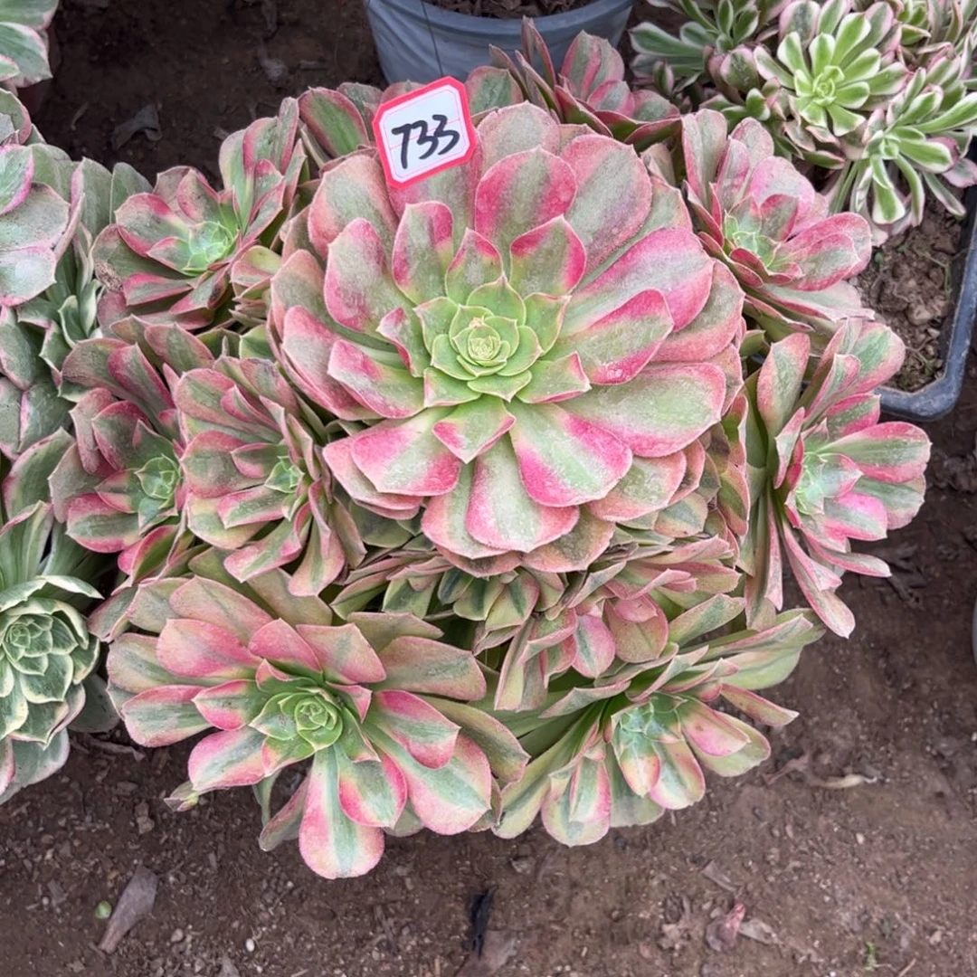 733多肉植物雨荷法师