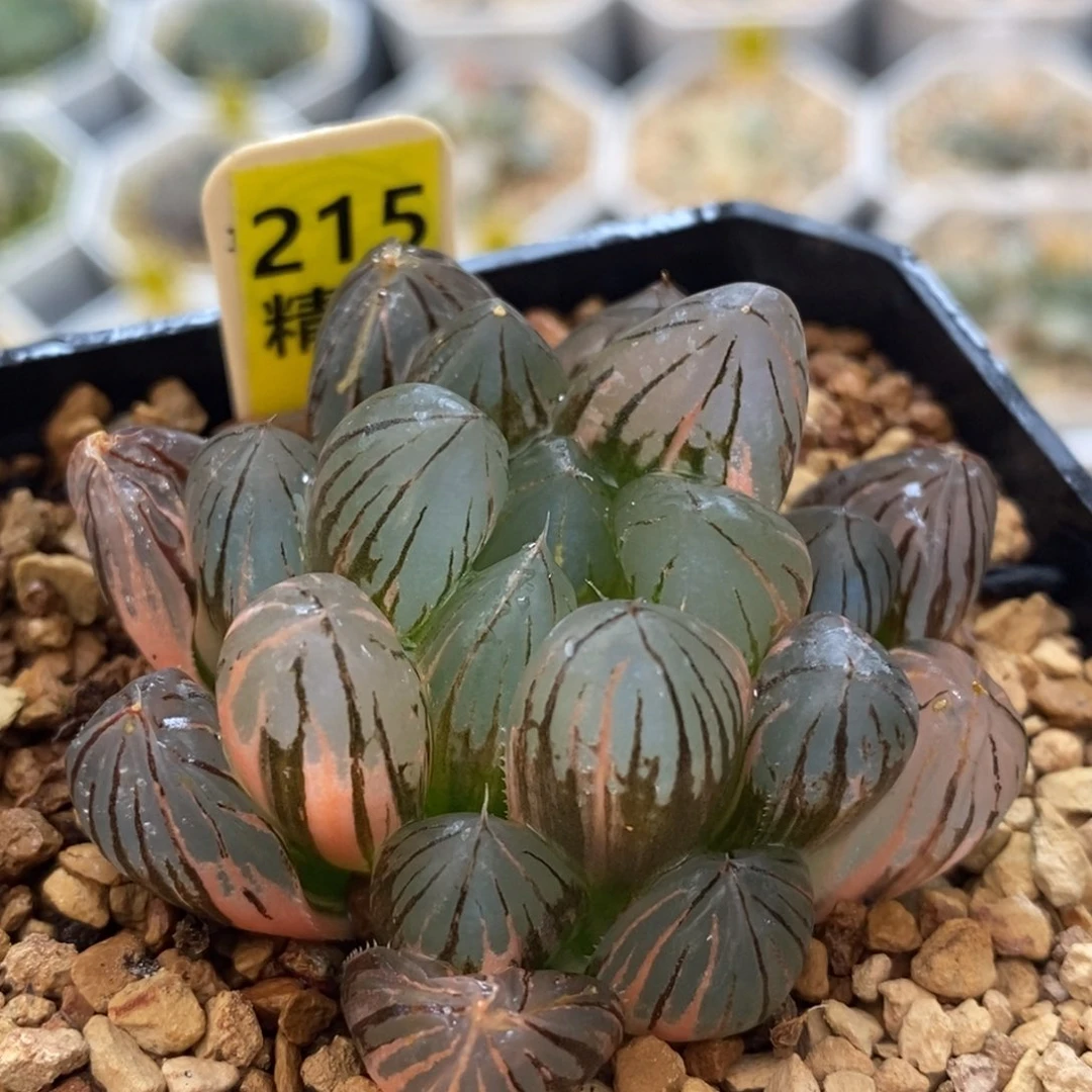 不开花植物215霓虹灯